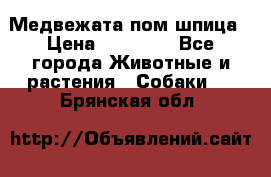 Медвежата пом шпица › Цена ­ 40 000 - Все города Животные и растения » Собаки   . Брянская обл.